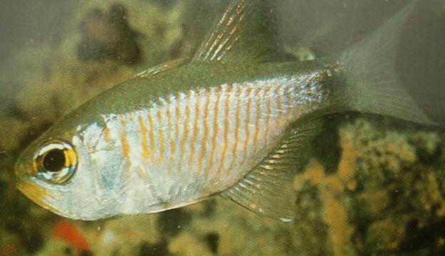 Archamia lineolata (Pesce cardinale scintillante)